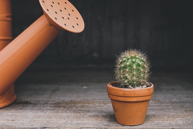 Indoor Plant